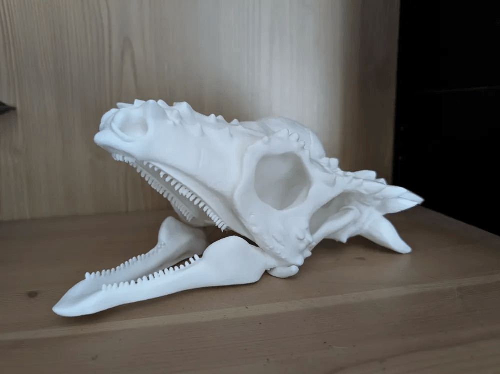Pachycephalosaurus Skull